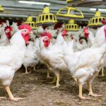 KissanPay: Pakistan’s First Shariah Compliant Agri Fintech Platform Launches