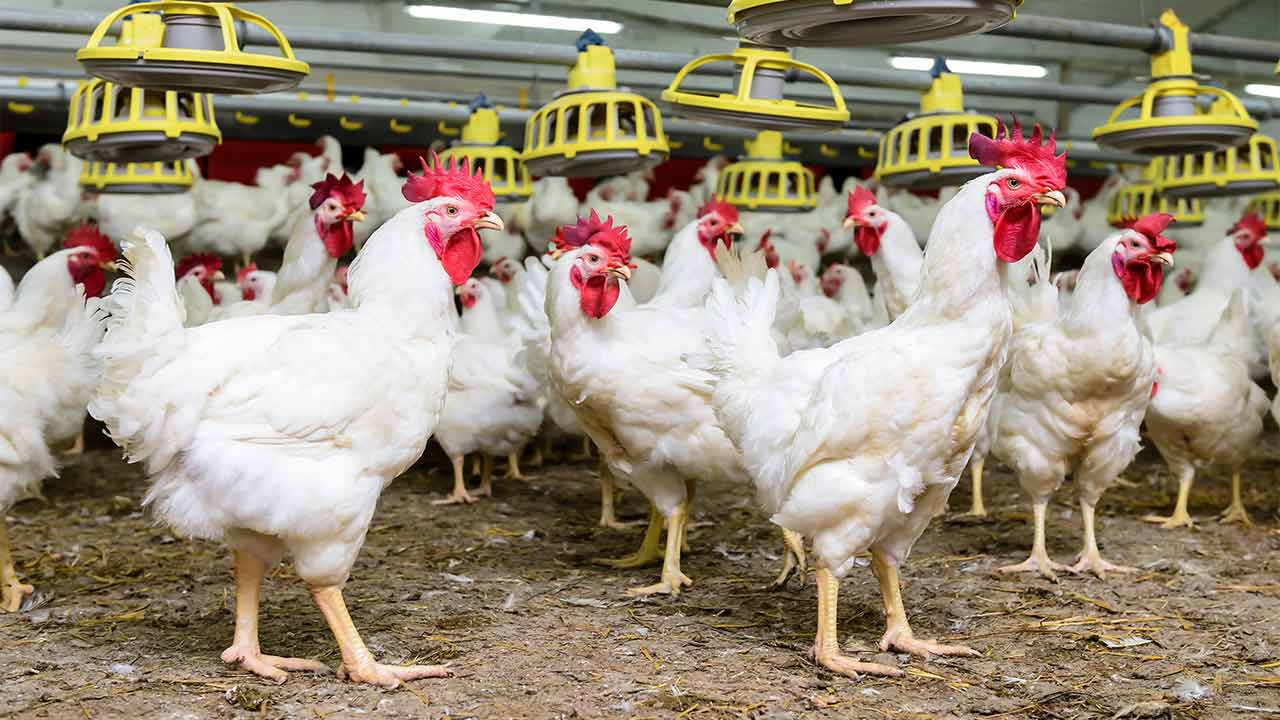 Pakistan Eyes Global Markets as Government Pushes Processed Poultry Exports